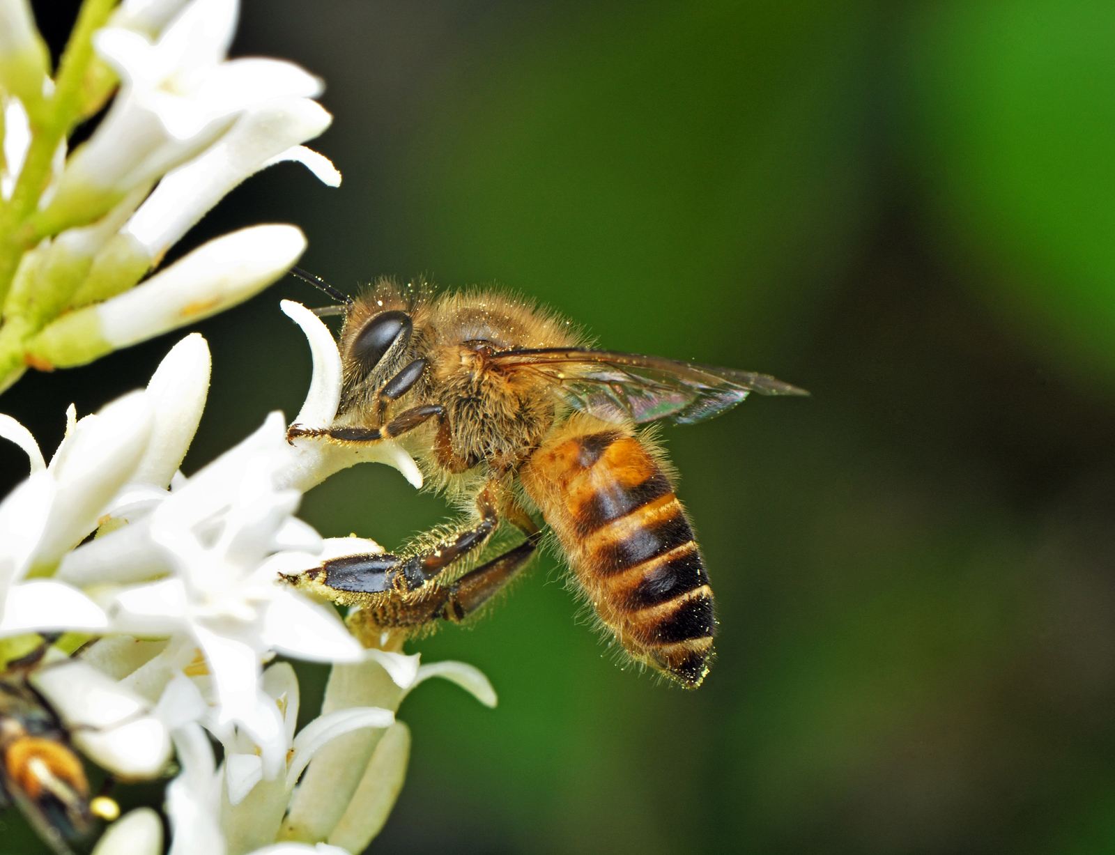 養(yǎng)蜂難不難(養(yǎng)蜂要注意什么問題) 養(yǎng)蜂難不難(養(yǎng)蜂要注意什么問題)