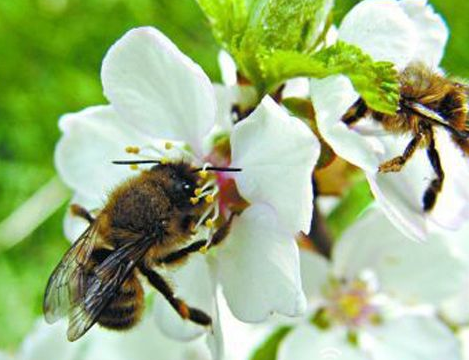 養(yǎng)蜂難不難(養(yǎng)蜂要注意什么問題) 養(yǎng)蜂難不難(養(yǎng)蜂要注意什么問題)