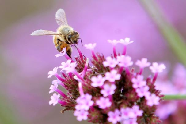 蜜蜂直線飛行離巢有多遠(yuǎn)(蜜蜂采蜜回巢是直線飛行嗎) 蜜蜂直線飛行離巢有多遠(yuǎn)(蜜蜂采蜜回巢是直線飛行嗎)