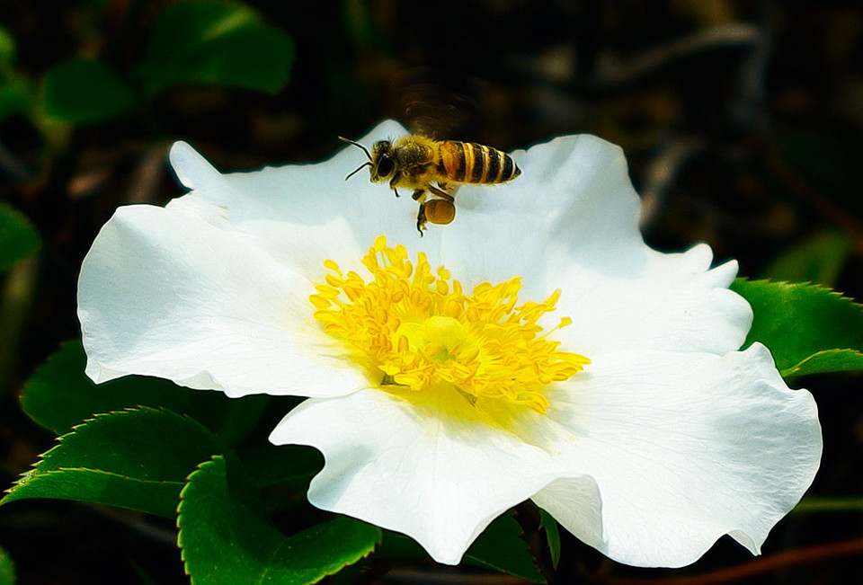 蜜蜂直線飛行離巢有多遠(yuǎn)(蜜蜂采蜜回巢是直線飛行嗎) 蜜蜂直線飛行離巢有多遠(yuǎn)(蜜蜂采蜜回巢是直線飛行嗎)