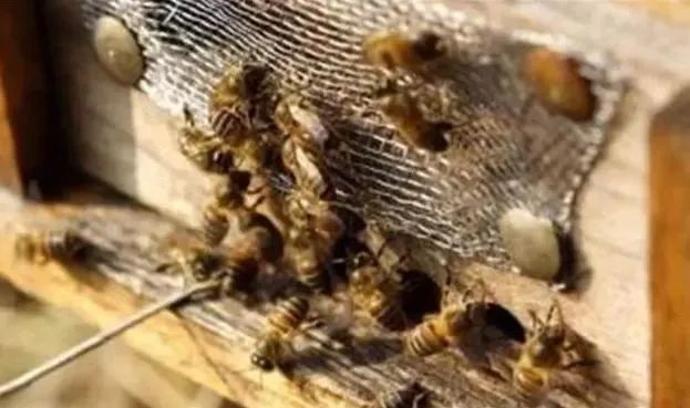 雄蜂比工蜂多是什么意思(一個蜂群內,雄蜂和工蜂各占多大的比例) 雄蜂比工蜂多是什么意思(一個蜂群內,雄蜂和工蜂各占多大的比例)