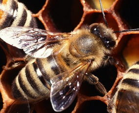 工蜂的頭上有白白的東西是什么（新蜂出房的時候，身體上白色的碎片是什么）