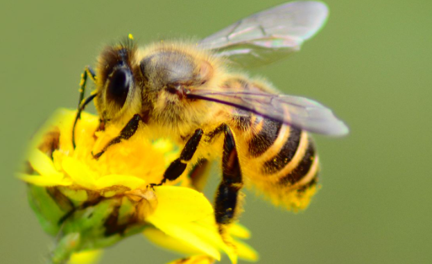 工蜂把巢蟲(chóng)弄出來(lái)是什么原因（中蜂把幼蟲(chóng)拖出箱外是什么病）