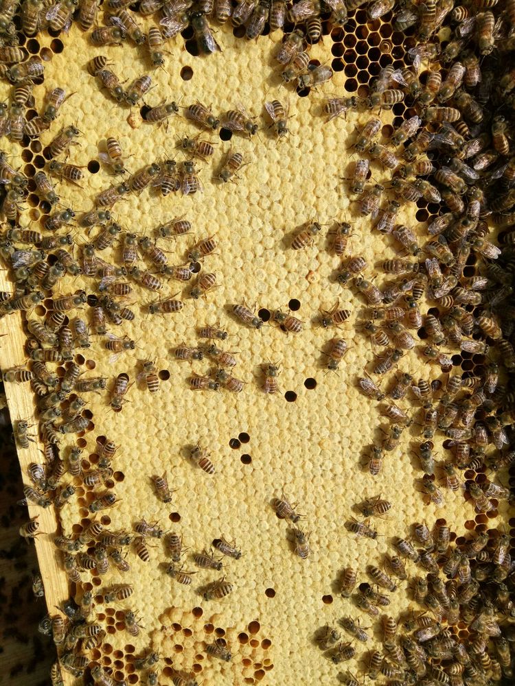 連蜂帶脾補(bǔ)弱群怎么操作（哪些情況下蜂群需帶蜂補(bǔ)子脾）