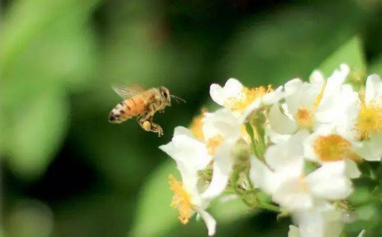 蜂群室內越冬管理技術（養蜂過冬技術）