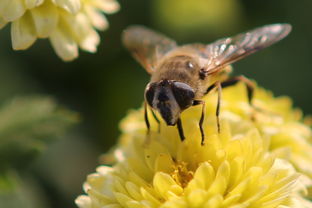 蜜蜂有兩個(gè)蜂王是怎么回事（蜜蜂出現(xiàn)兩個(gè)蜂王臺(tái)是怎么回事）