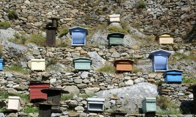 樓頂養蜂怎么遮陰（房頂養蜜蜂怎樣防曬）