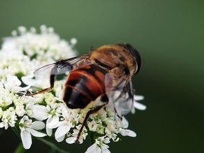 松丹一號蜂能取漿嗎（中華蜜蜂也能取蜂王漿，為什么養蜂人都不取呢）