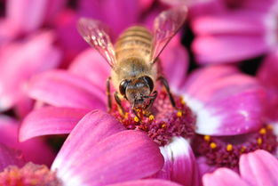 松丹一號蜂能取漿嗎（中華蜜蜂也能取蜂王漿，為什么養蜂人都不取呢）