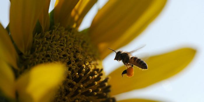 工蜂產(chǎn)卵急造王臺出來新王能用嗎（工蜂產(chǎn)卵也會有王臺嗎）