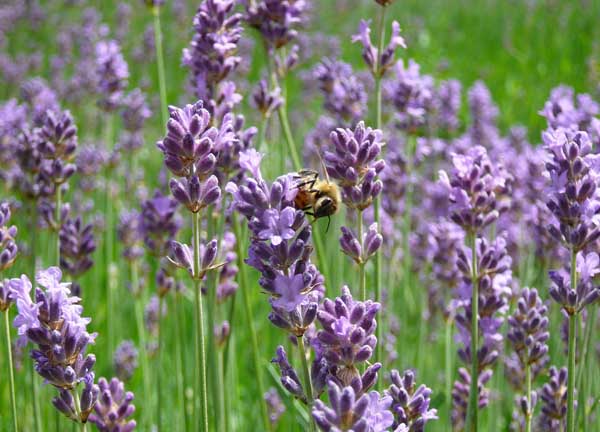 熏衣草什么時候開花(薰衣草開花時間和花期天數(shù)) 熏衣草什么時候開花(薰衣草開花時間和花期天數(shù))