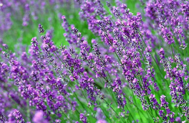 熏衣草什么時候開花(薰衣草開花時間和花期天數(shù)) 熏衣草什么時候開花(薰衣草開花時間和花期天數(shù))