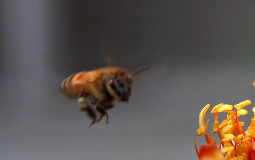 云貴高原中蜂個頭要大一些嗎(個頭最大的中蜂品種是什么) 云貴高原中蜂個頭要大一些嗎(個頭最大的中蜂品種是什么)