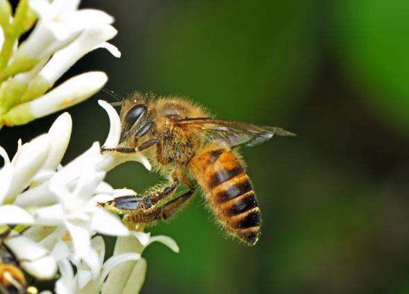 蜜蜂和黃蜂外表的區別 蜜蜂和黃蜂外表的區別