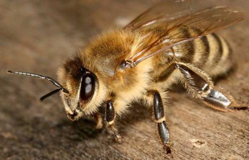 蜜蜂和黃蜂外表的區別 蜜蜂和黃蜂外表的區別