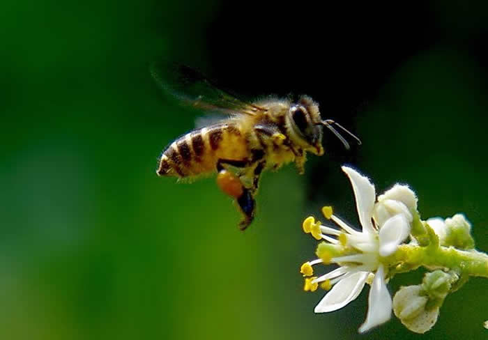 【蜜蜂知識(shí)】雄蜂出房多久分蜂? 雄蜂出房多久分蜂?