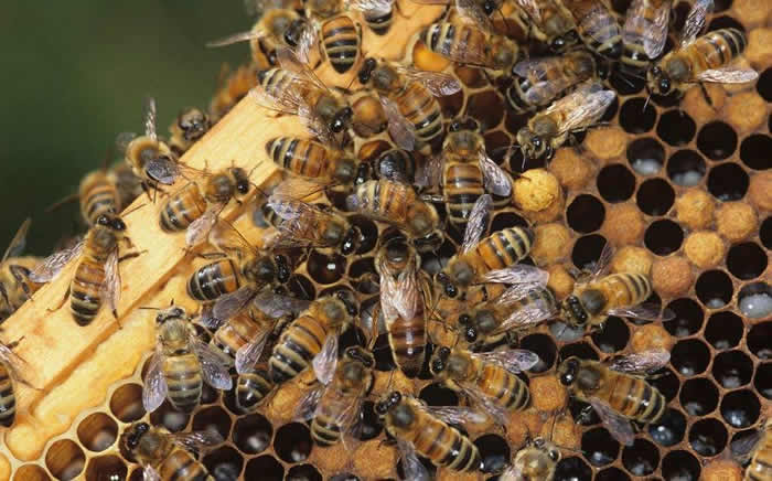 【蜜蜂知識(shí)】雄蜂出房多久分蜂? 雄蜂出房多久分蜂?