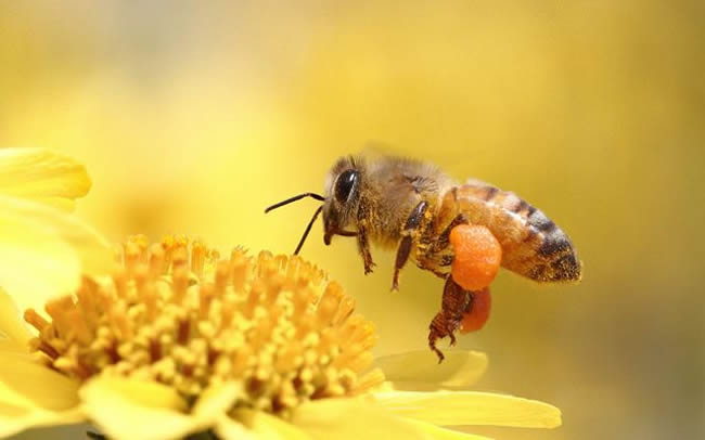 【蜜蜂知識(shí)】雄蜂出房多久分蜂? 雄蜂出房多久分蜂?