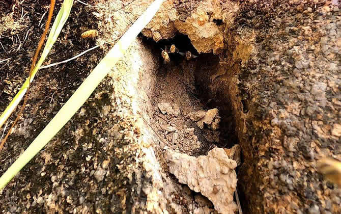野生蜜蜂窩 野生蜜蜂窩