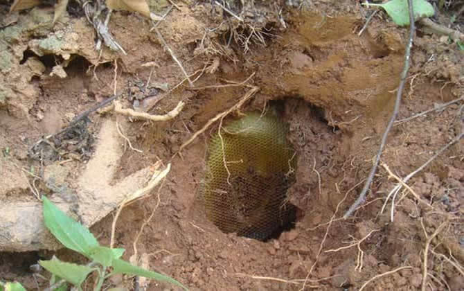 野生蜜蜂窩 野生蜜蜂窩