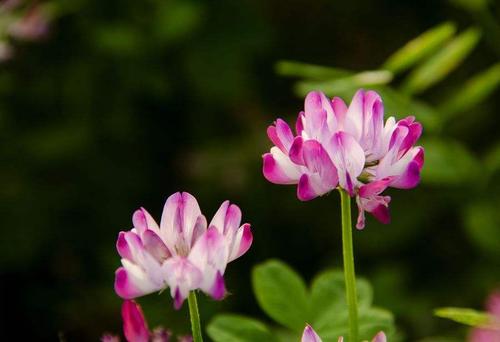 紫云英蜂蜜的作用與功效(紫云英蜂蜜對人身體的好處有哪些?) 紫云英蜂蜜的作用與功效(紫云英蜂蜜對人身體的好處有哪些?)