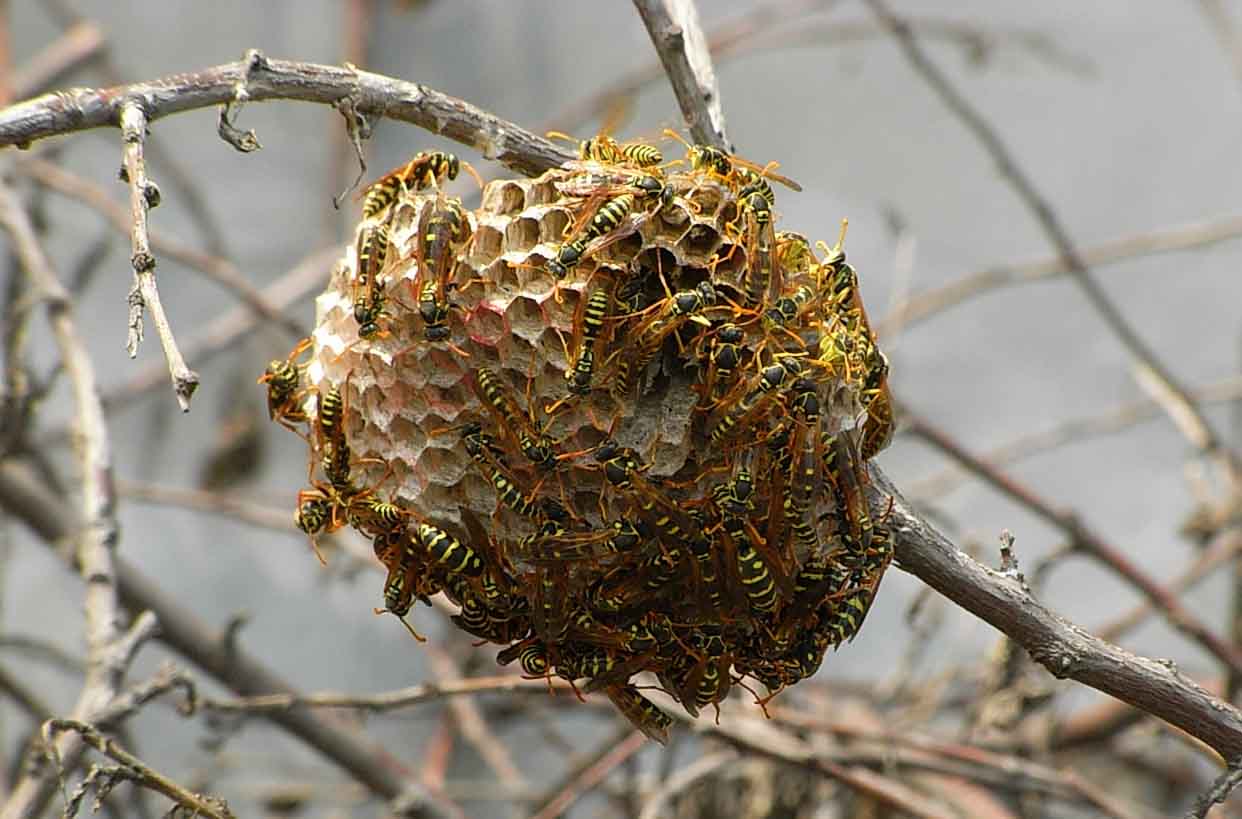 馬蜂窩是用什么做出來的？(馬蜂喜歡在什么地方做窩)