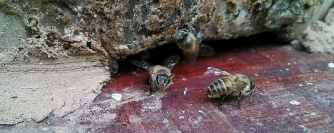 偵查蜂每天都來誘蜂箱看嗎 偵查蜂每天都來誘蜂箱看嗎