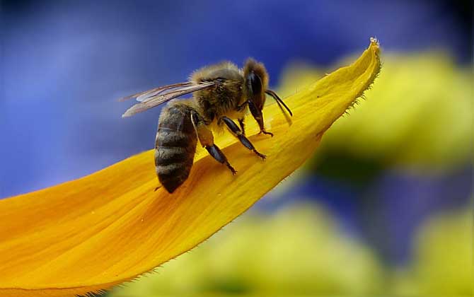 偵查蜂每天都來誘蜂箱看嗎 偵查蜂每天都來誘蜂箱看嗎