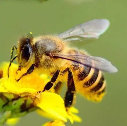 胡蜂養殖需要辦理哪些手續(胡蜂適合哪些地方養殖) 胡蜂養殖需要辦理哪些手續(胡蜂適合哪些地方養殖)
