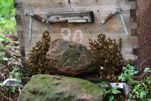 工蜂搖頭振翅是什么原因(蜜蜂養殖,工蜂竟會發出叫聲,是振翅還是哀鳴) 工蜂搖頭振翅是什么原因(蜜蜂養殖,工蜂竟會發出叫聲,是振翅還是哀鳴)