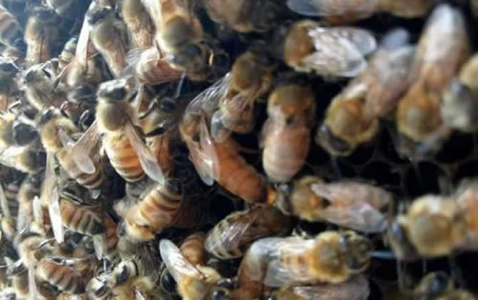 白山5號蜂 白山5號蜂