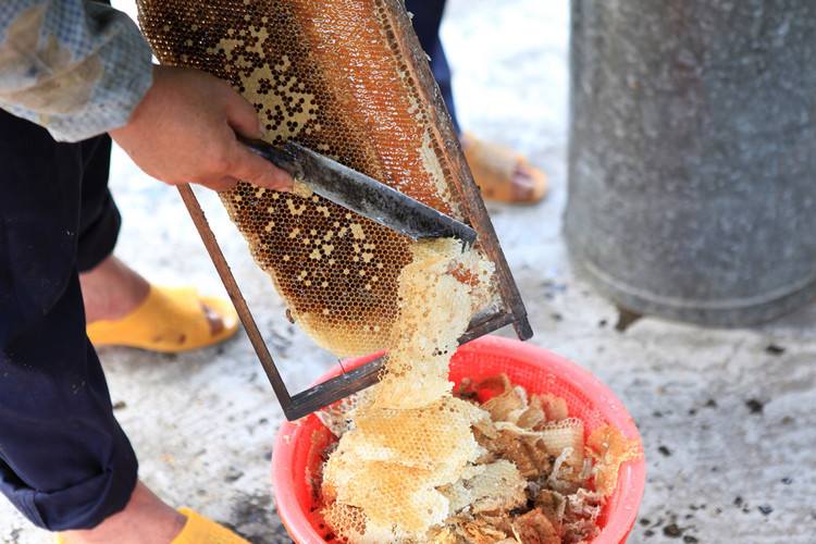 【蜜蜂養(yǎng)殖】秋季采收蜂蜜的技巧與貯蜜方法 秋季采收蜂蜜的技巧與貯蜜方法