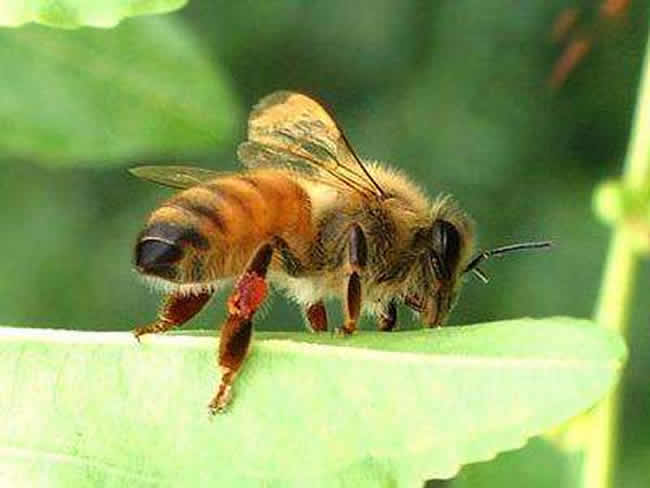 【蜜蜂養(yǎng)殖】定點(diǎn)養(yǎng)蜂一個(gè)人能管理多少箱蜜蜂? 定點(diǎn)養(yǎng)蜂一個(gè)人能管理多少箱蜜蜂?