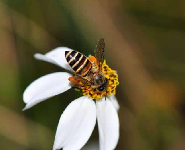 【蜜蜂養(yǎng)殖】定點(diǎn)養(yǎng)蜂一個(gè)人能管理多少箱蜜蜂? 定點(diǎn)養(yǎng)蜂一個(gè)人能管理多少箱蜜蜂?