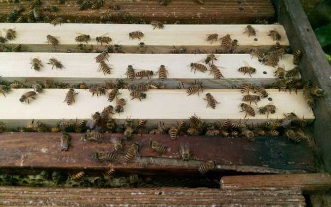 中蜂在隔板上造脾有影響嗎 中蜂在隔板上造脾有影響嗎