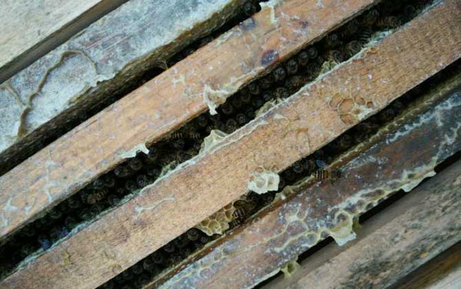 中蜂在隔板上造脾有影響嗎 中蜂在隔板上造脾有影響嗎