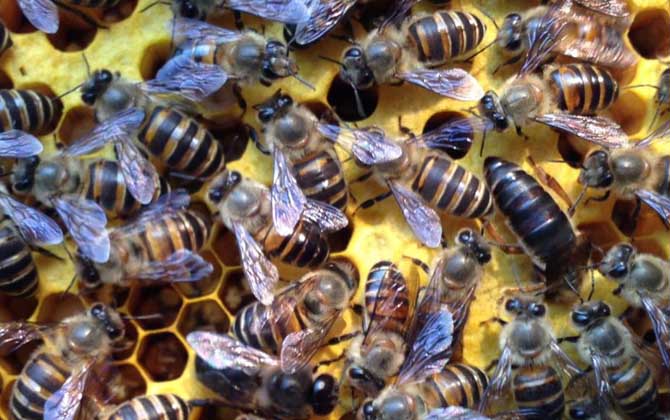 中蜂在隔板上造脾有影響嗎 中蜂在隔板上造脾有影響嗎