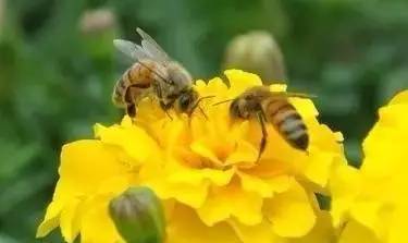 一窩蜜蜂有多少只蜜蜂(工蜂的數(shù)量大概有多少只) 一窩蜜蜂有多少只蜜蜂(工蜂的數(shù)量大概有多少只)