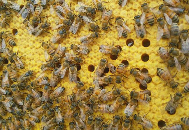 【蜜蜂知識(shí)】東北黑蜂有哪些優(yōu)點(diǎn)? 東北黑蜂有哪些優(yōu)點(diǎn)?