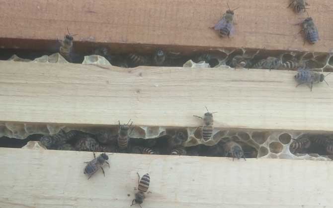 新手蜜蜂秋繁怎樣養蜂(蜜蜂秋繁技術及注意事項) 新手蜜蜂秋繁怎樣養蜂(蜜蜂秋繁技術及注意事項)·