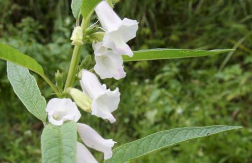 芝麻什么時候開花(秋天有什么蜜源植物) 芝麻什么時候開花(秋天有什么蜜源植物)