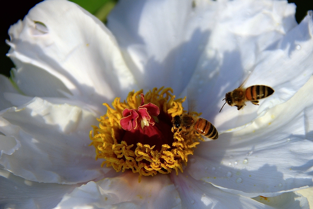 蜜蜂打架的處理方法(蜜蜂打架的原因及解決辦法) 蜜蜂打架的處理方法(蜜蜂打架的原因及解決辦法)
