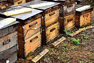 新手養蜂怎樣繁殖蜜蜂（蜜蜂快速繁殖三招我再送你三招）·