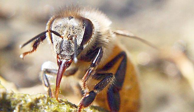 陽臺養蜂如何避光（如何給蜜蜂遮陰）