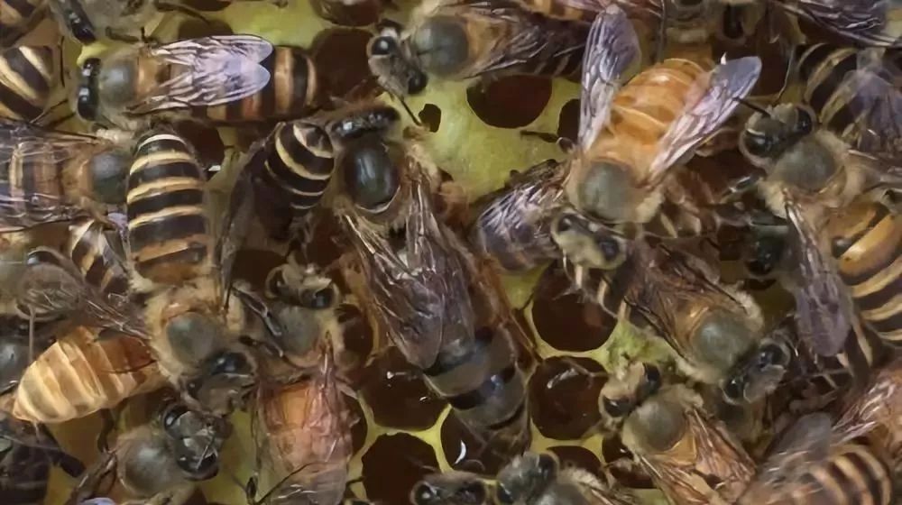 陽臺養蜂如何避光（如何給蜜蜂遮陰）