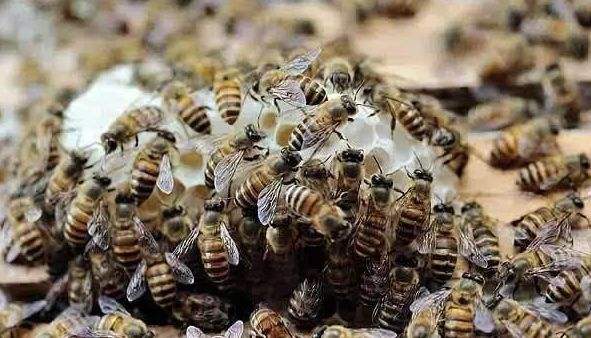 人工分蜂后如何讓蜂群快速繁殖? 人工分蜂后如何讓蜂群快速繁殖?