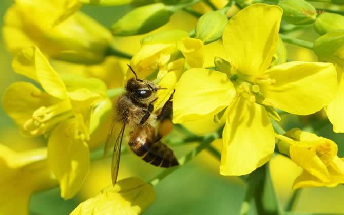 越冬蜂缺蜜怎么辦? 越冬蜂