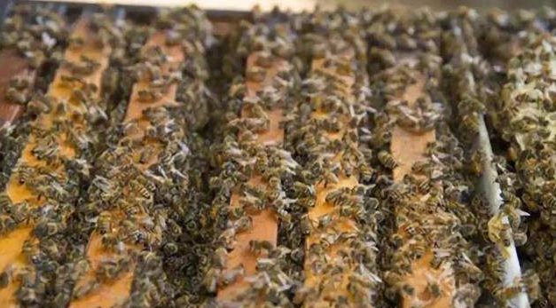 雙王同巢同群有可能嗎(蜜蜂雙王群養(yǎng)殖技術(shù) 雙王同巢同群有可能嗎(蜜蜂雙王群養(yǎng)殖技術(shù)