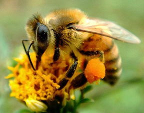 云貴高原中蜂怎么養(云貴高原中蜂的飼養方式在貴州、云南以定地飼養為主) 云貴高原中蜂怎么養(云貴高原中蜂的飼養方式在貴州、云南以定地飼養為主)