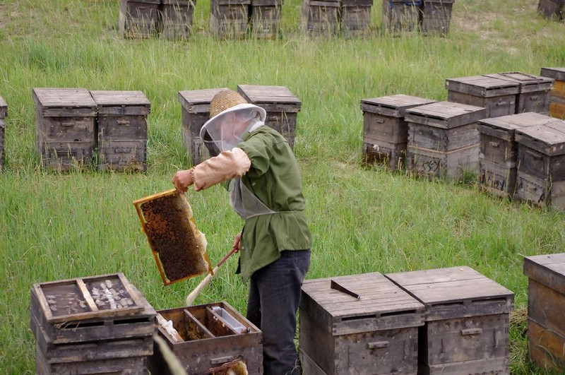 什么蜂箱養(yǎng)中蜂最好？(最好用最先進(jìn)的蜂箱有哪些)